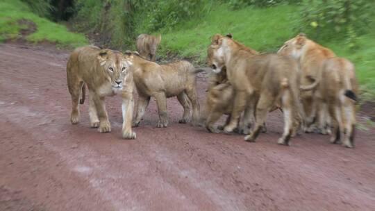 路上的一群狮子