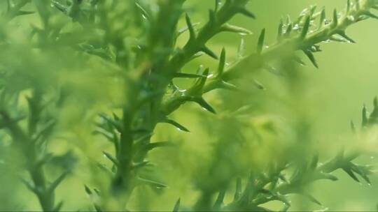 绿色湿植物靠近