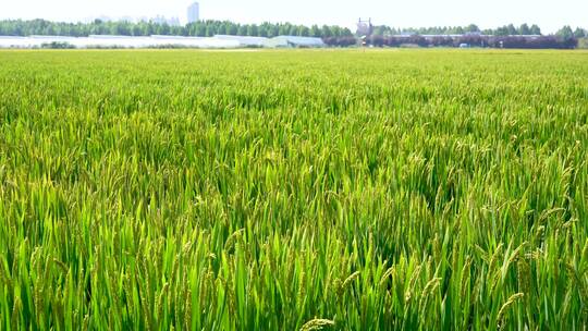 稻田种植基地