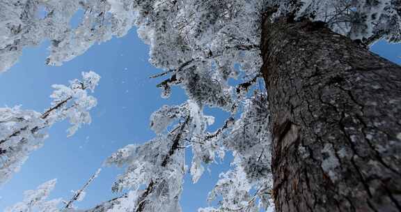 高清实拍瓦屋山冬天雪景雪山森林