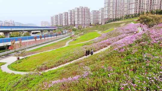 山东济南龙鼎大道龙洞格桑花秋天航拍山坡