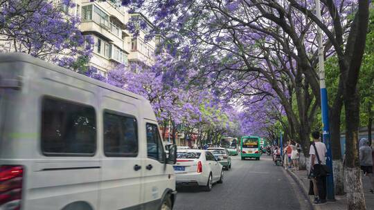 昆明教场中路蓝花楹延时