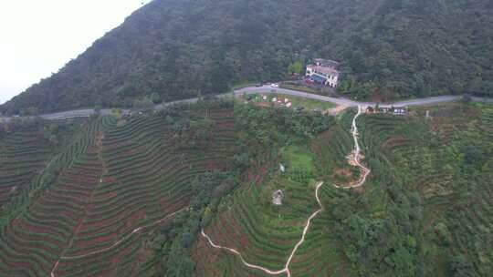 4k航拍南岳衡山云雾茶茶山