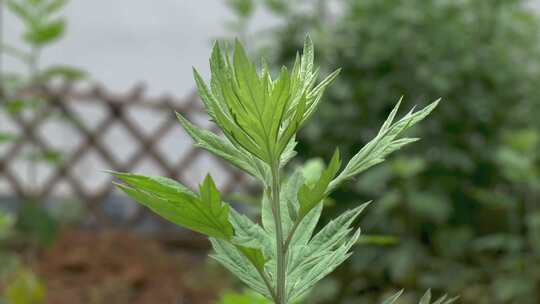 茂盛的艾草艾叶植物景观