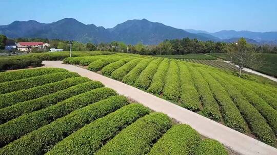 茶叶田航拍