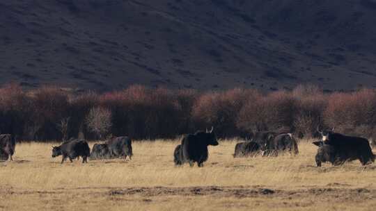 若尔盖草原牧场放牧牦牛牛群