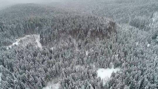 白雪皑皑的松树栖息着美丽的森林