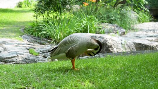 鸭子在草地上梳理羽毛散养鸭