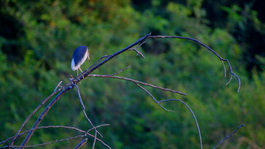 野生鸟类水鸟 夜鹭池鹭站在树枝上