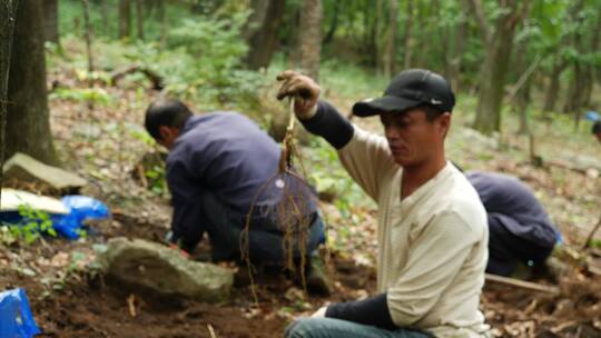 长白山挖人参的农民