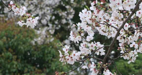 春天樱花樱花林