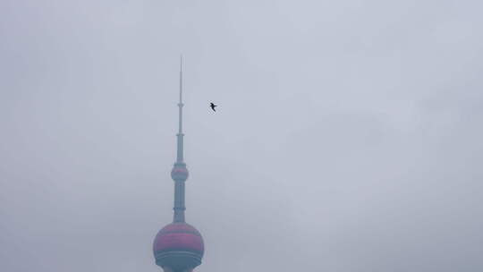 阴雨天飞鸟飞过陆家嘴视频素材模板下载