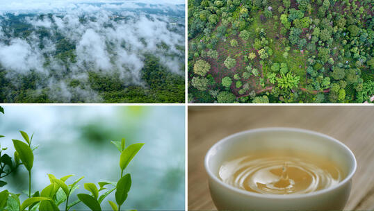 高山古树茶茶园茶叶茶芽茶汤冲泡原生态春茶高清在线视频素材下载