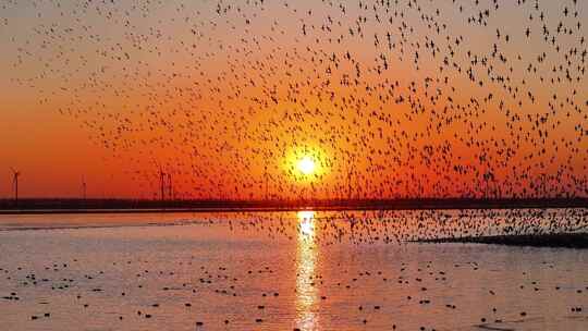 夕阳鸟浪