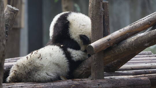 两只可爱的大熊猫幼崽一起玩耍