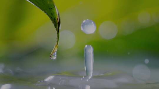 18雨水 树叶 植物 下雨