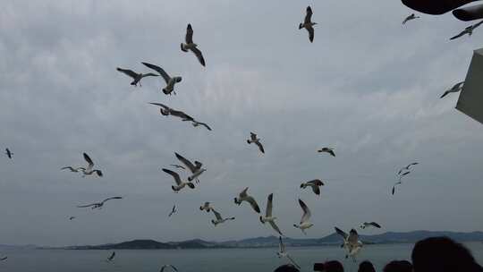 大海海洋海鸥飞翔