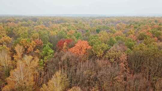 航拍秋天林地的自然景观