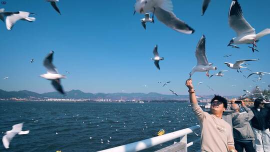 【4K】昆明滇池 海埂大坝 海鸥飞翔