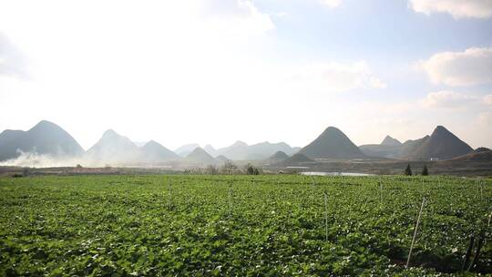 生菜种植视频素材模板下载