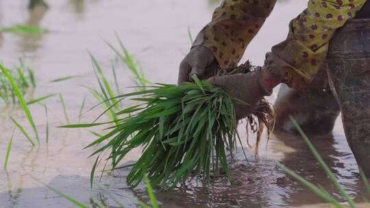 稻田种植插秧农忙大米种植