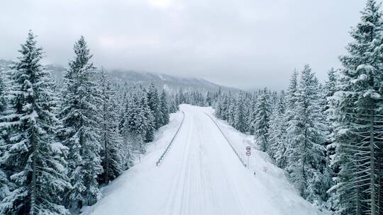 冬季森林中的雪路