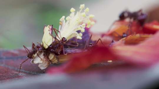 火蚁在掉落的红芙蓉花和雌蕊上觅食的延时镜