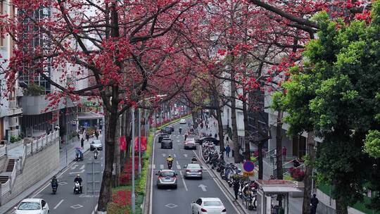 中国广东省广州市越秀区烈士陵园木棉花