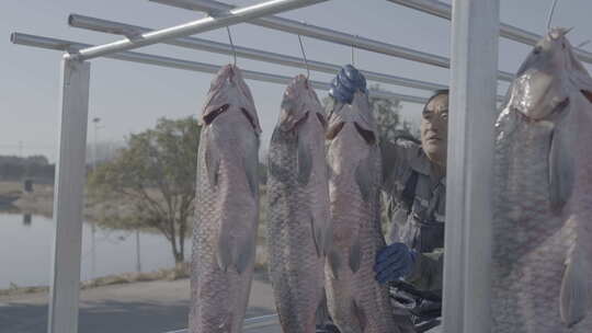 捕鱼洗鱼 腌咸鱼 晒鱼干 鲤鱼雌鱼 鱼肉咸肉