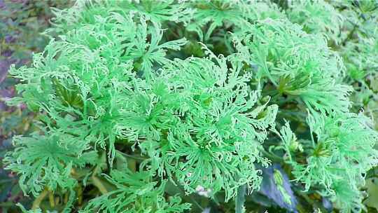 绿色植物艾草特写