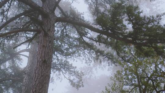 大雾中的树视频素材模板下载