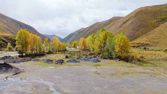 航拍四川川西新都桥鱼子西秋景彩林秋天