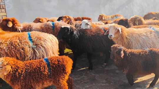 新疆伊犁特克斯草原过马路的羊