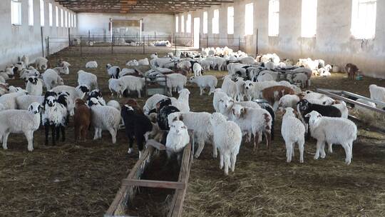 养殖场里的羊群视频素材模板下载