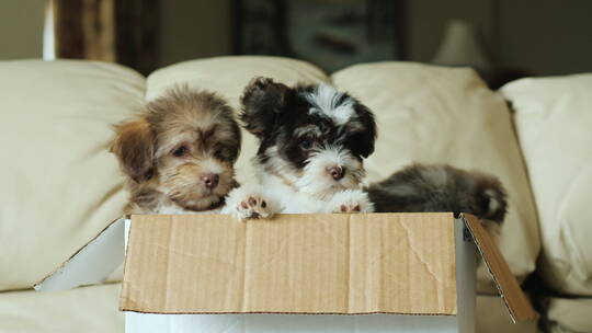 三只小狗在一个盒子里
