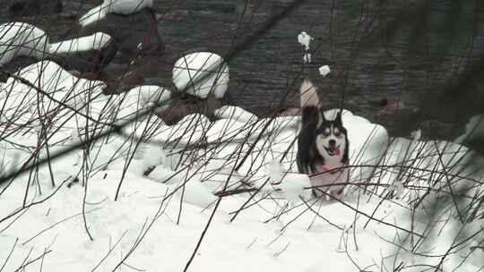 雪，狗，冬天，河