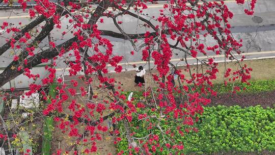 中国广东省佛山市南海区夏北河北书院木棉花