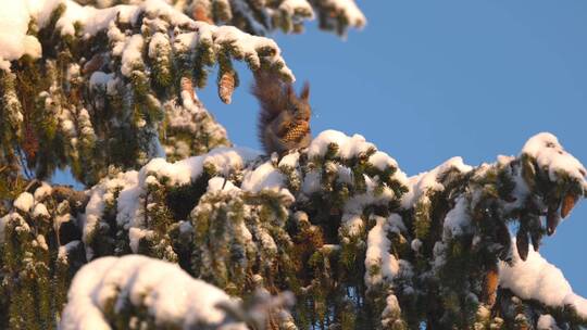 松鼠冬季大雪松树上摘松果觅食过冬