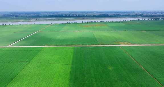 5K万亩大豆种植基地航拍