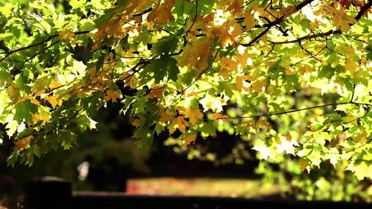 秋天的树叶随风飘动视频素材模板下载