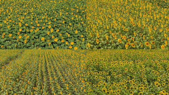 向日葵花田自然风光素材高清在线视频素材下载