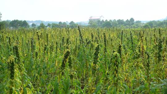 农村种植芝麻作物4k视频有机芝麻