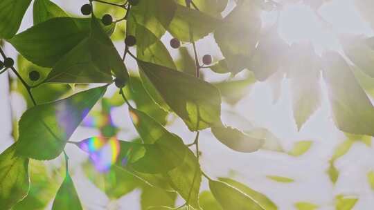 阳光透过树叶逆光意境视频素材模板下载