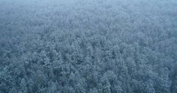 航拍大兴安岭雪林雾凇