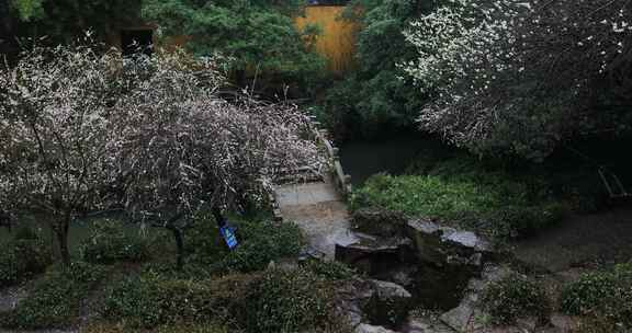 雨天园林白梅盛开古风意境