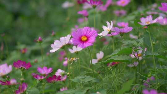 格桑花花朵花瓣开花