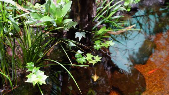 热带植物叶子爬山虎蕨类雨林缸