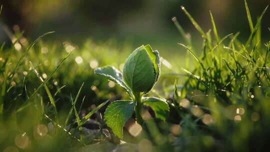 植物生长过程延时摄影