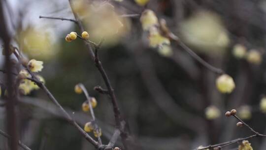 黄色的梅花傲雪开放