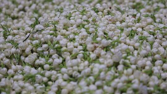 升格慢动作微距特写茉莉花与茉莉花茶制作